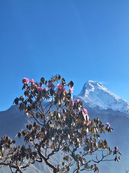 Himalayan Bloom