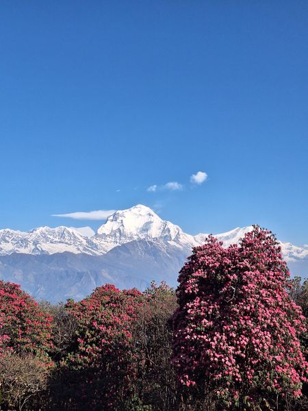 Himalayan Blossom Trek
