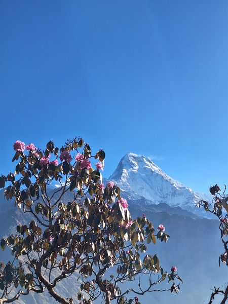 Himalayan Bloom
