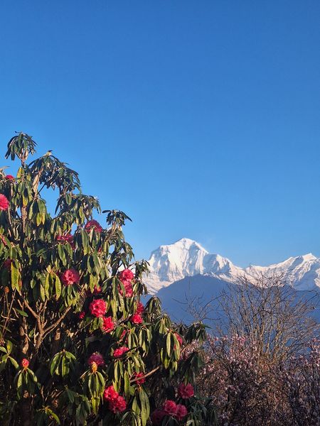 Himalayan Bloom