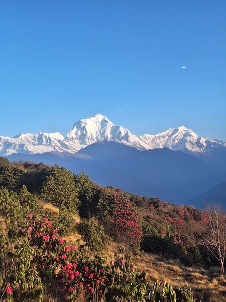 Himalayan Majesty