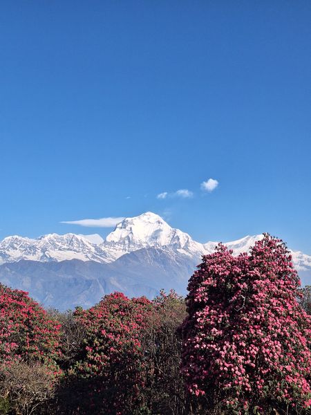 Himalayan Blossom Trail