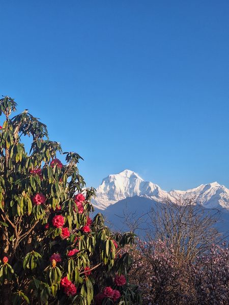 Himalayan Bloom
