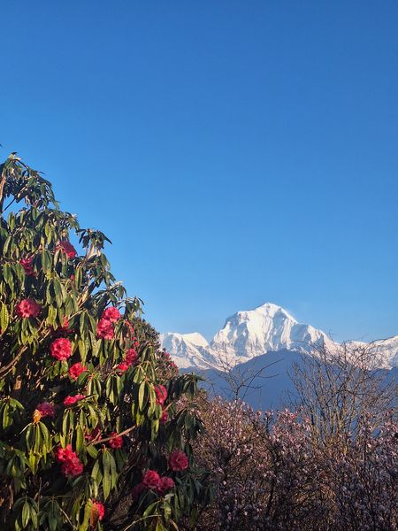 Himalayan Blossom Vista