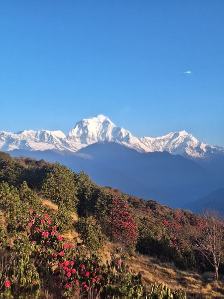 Majestic Himalayan Journey