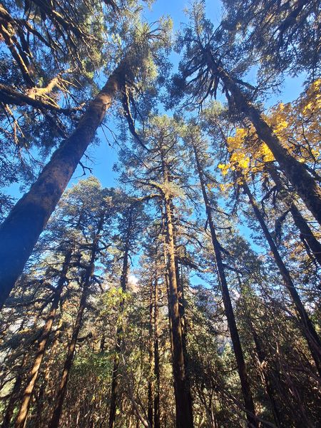 Majestic Woodland Escape