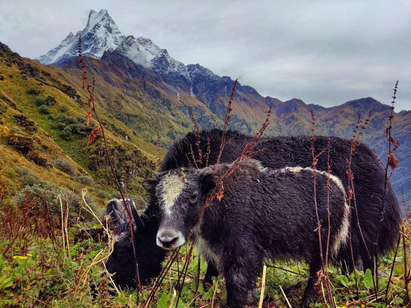 Himalayan Wilderness Trek